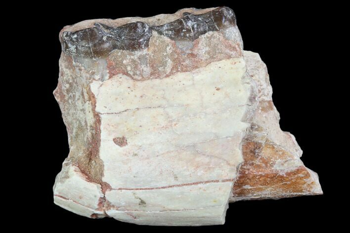 Oligocene Horse (Mesohippus) Jaw Section #101866